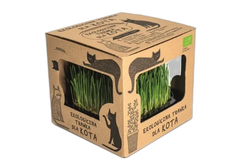 ekologiczna trawka dla kota.webp