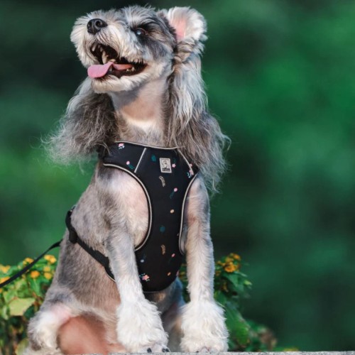 szelki dla małego psa.jpg