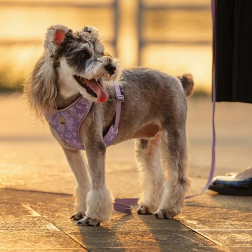 szelki dla małych psów.jpg